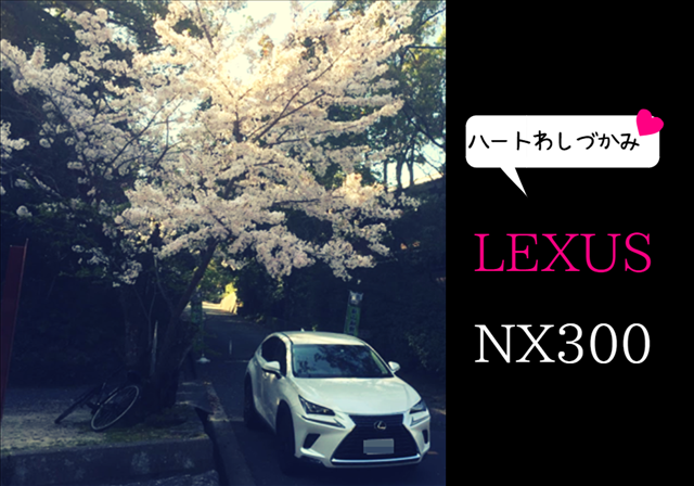 レクサスNX300と桜の写真